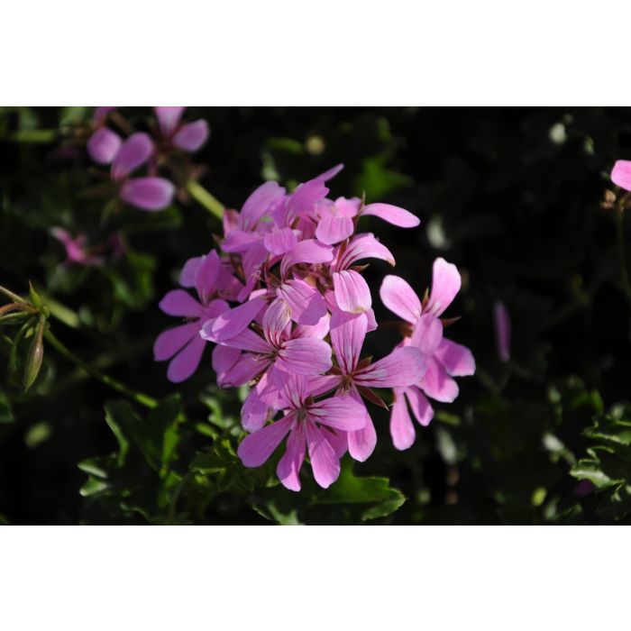 Pelargonia wisząca Lila